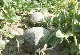 酱紫娱乐吃瓜,揭秘娱乐圈最新吃瓜事件  第2张